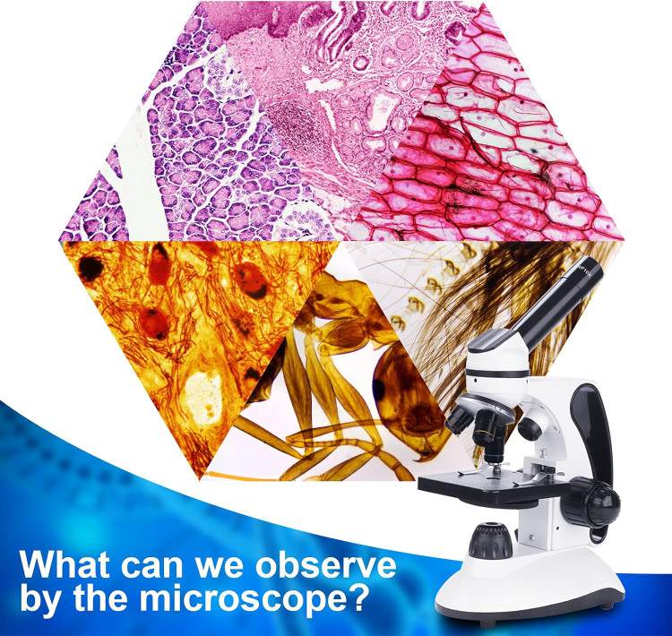 دیدن تصاویر بسیار ریز با میکروسکوپ bebang